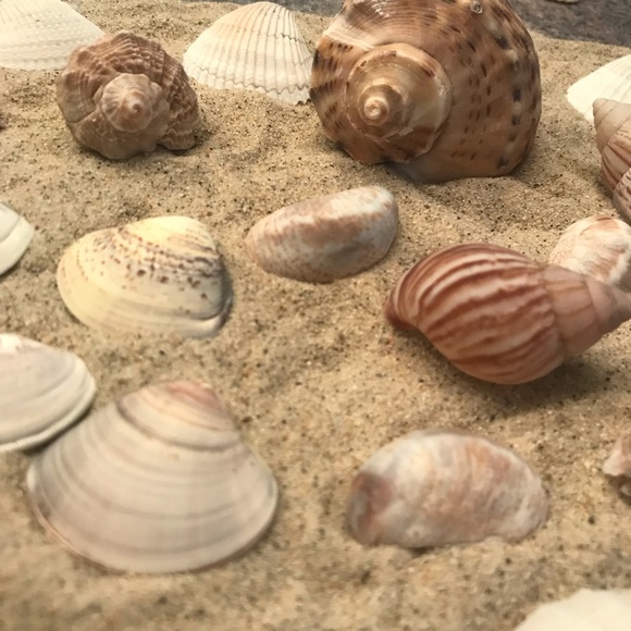 30pc Sea Shell Collection - Picture 7 of 8
